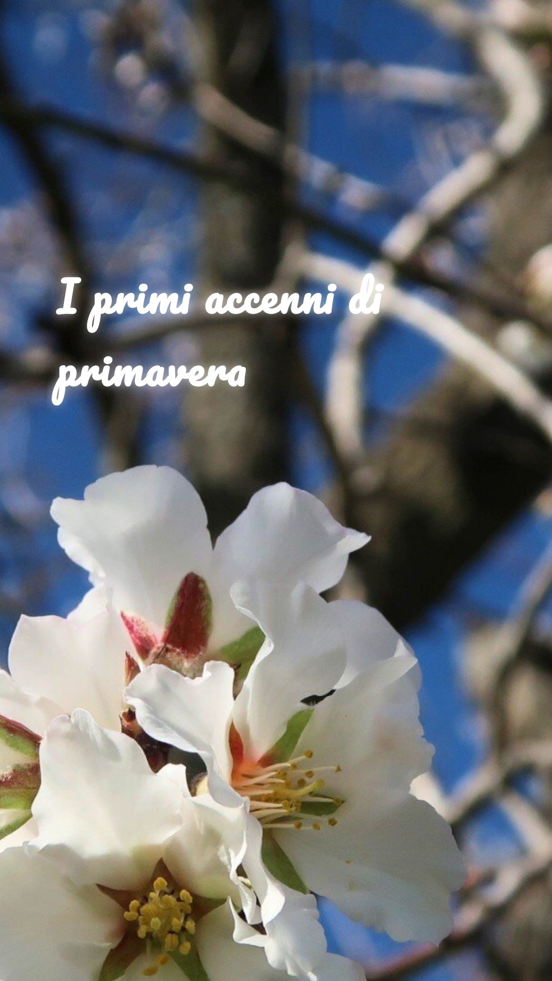 I primi accenni di primavera